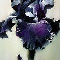 The Night. Black Iris Fragment